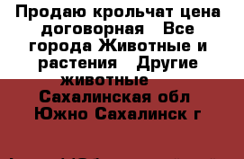 Продаю крольчат цена договорная - Все города Животные и растения » Другие животные   . Сахалинская обл.,Южно-Сахалинск г.